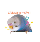 家のセキセイインコ達①（個別スタンプ：6）