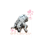 ダルメシアン あずきちゃん（個別スタンプ：3）