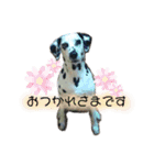 ダルメシアン あずきちゃん（個別スタンプ：6）