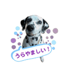 ダルメシアン あずきちゃん（個別スタンプ：11）