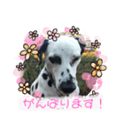ダルメシアン あずきちゃん（個別スタンプ：22）