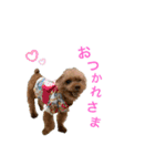 そらまる(トイプー×スコティッシュ)（個別スタンプ：3）