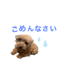 そらまる(トイプー×スコティッシュ)（個別スタンプ：6）