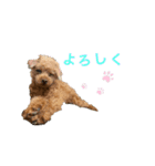 そらまる(トイプー×スコティッシュ)（個別スタンプ：7）