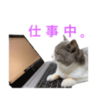 そらまる(トイプー×スコティッシュ)（個別スタンプ：10）