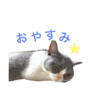 そらまる(トイプー×スコティッシュ)（個別スタンプ：12）