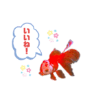 ベニシロ.Part4（個別スタンプ：11）