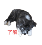 秋田犬 五右衛門（個別スタンプ：1）