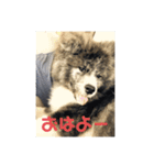 秋田犬 五右衛門（個別スタンプ：2）