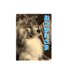 秋田犬 五右衛門（個別スタンプ：3）