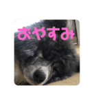 秋田犬 五右衛門（個別スタンプ：4）