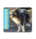 秋田犬 五右衛門（個別スタンプ：5）