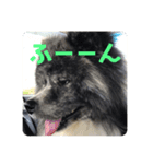 秋田犬 五右衛門（個別スタンプ：6）