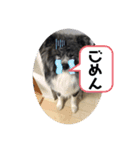秋田犬 五右衛門（個別スタンプ：7）