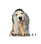 あんずのいる毎日（個別スタンプ：8）