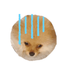 ポメチワ ワンコ（個別スタンプ：4）