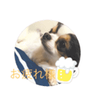 ポメチワ ワンコ（個別スタンプ：5）