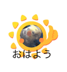 オカメインコの家族（個別スタンプ：1）