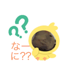オカメインコの家族（個別スタンプ：2）