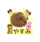オカメインコの家族（個別スタンプ：4）