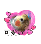 オカメインコの家族（個別スタンプ：8）
