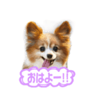 パピヨンのてんちゃん2（個別スタンプ：1）