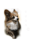 パピヨンのてんちゃん2（個別スタンプ：6）