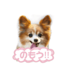 パピヨンのてんちゃん2（個別スタンプ：7）