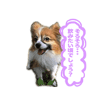 パピヨンのてんちゃん2（個別スタンプ：8）