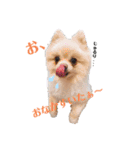 小林animals vol.1（個別スタンプ：1）