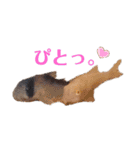 小林animals vol.1（個別スタンプ：3）