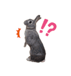 小林animals vol.1（個別スタンプ：5）