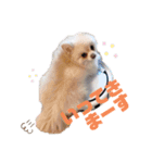 小林animals vol.1（個別スタンプ：7）