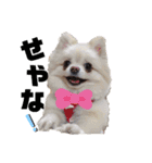 小林animals vol.1（個別スタンプ：10）