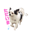 小林animals vol.1（個別スタンプ：12）