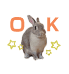 小林animals vol.1（個別スタンプ：13）