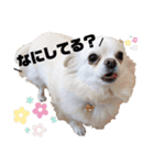 小林animals vol.1（個別スタンプ：15）