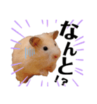 小林animals vol.1（個別スタンプ：18）
