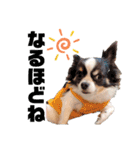 小林animals vol.1（個別スタンプ：19）