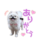 小林animals vol.1（個別スタンプ：20）
