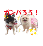 小林animals vol.1（個別スタンプ：21）