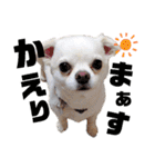 小林animals vol.1（個別スタンプ：22）