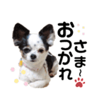 小林animals vol.1（個別スタンプ：23）
