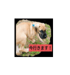 大型犬の子供（個別スタンプ：1）
