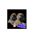 大型犬の子供（個別スタンプ：2）