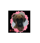 大型犬の子供（個別スタンプ：5）