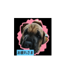 大型犬の子供（個別スタンプ：10）
