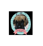 大型犬の子供（個別スタンプ：12）