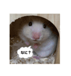 もこももファミリー（個別スタンプ：11）