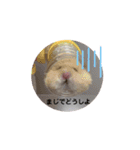 もこももファミリー（個別スタンプ：16）